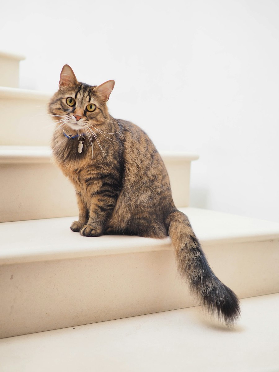 A tabby cat sitting on a warm, sunlit staircase